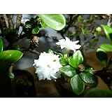 【15本セット】 ハクチョウゲ 樹高0.4m前後 13.5cmポット （白丁花） 小さな白い花が特徴八重 苗木 植木 苗 庭木 生け垣