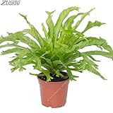 200 PCS中国の様々な種類シダの種子鉢植えの植物に作られた高いオーナメントの価値生長しやすい200Fern1