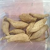 真のダリアの球根、ダリアの花、（ないダリア種子）、盆栽の花の球根は、勇気と幸運、家庭菜園植物-2球根を象徴します