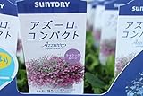 【送料込】【まとめ買い】　サントリーフラワーズ　アズーロコンパクト　4ポットセット　3寸苗　【花苗】 (ライラックムーン)