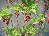 紅ドウダンツツジ 5本