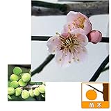 ウメ（梅）：鶯宿[オウシュク] 4～5号ポット[花も実も！美しい桃花自家結実性の良質大果種][苗木] ノーブランド品
