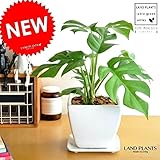 LAND PLANTS ヒメモンステラ 質感の良い白色台形陶器鉢 ミニモンステラ