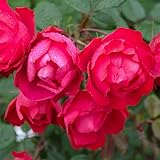 四季咲中輪バラ：チェリーボニカ6号鉢植え[シュラブタイプ][この秋開花予定！] ノーブランド品