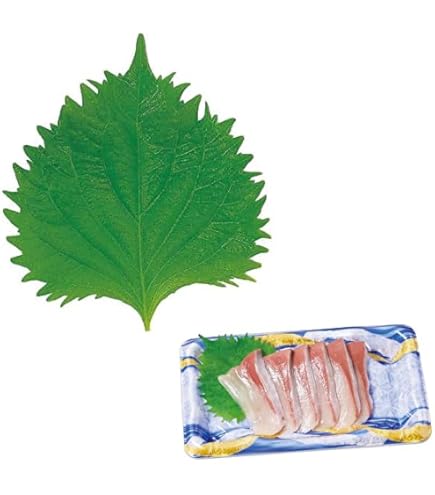 大葉 バラン 500枚入 17箱 8,500枚 キンジョウ株式会社 大葉シート