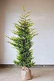 [送料無料] 自信の自家生産！ コニファー ゴールドライダー 約120cm お得な2本セット 生垣 目隠し に オススメ！ 植木 苗木 庭木