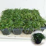 リュウノヒゲ：玉竜（タマリュウ） 2.5～3号ポット12株セット[グランドカバーに！] ノーブランド品