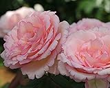 バラ苗 ルイの涙（るいのなみだ） 国産新苗4号ポリ鉢 ハイブリッドティー(HT) 四季咲き大輪 ピンク系