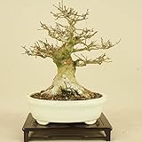 楓 / カエデ 小葉性（小品盆栽） 【雑木盆栽】いよじ園