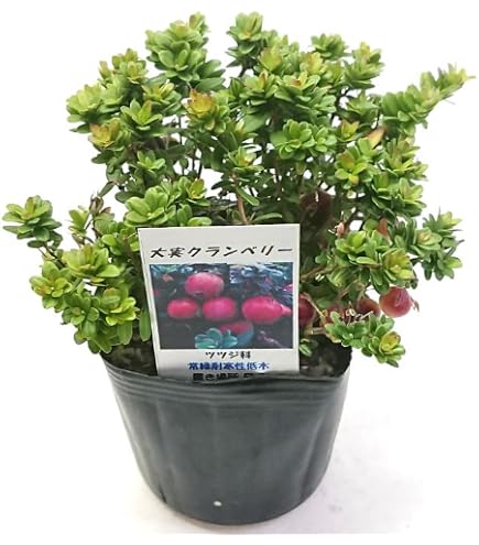 Amazon｜OZ-Plants 真珠コケモモ（シンジュコケモモ） 2.5号ロング