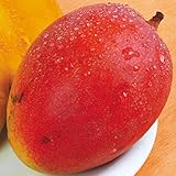 国華園　果樹苗　アップルマンゴー　１株【※発送が国華園からの場合のみ正規品です】