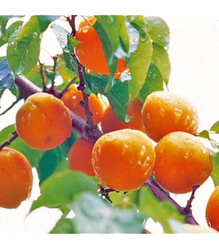 Amazon.co.jp: 杏(あんず)苗木 信州大実杏の苗木 13.5cmポット苗 接木1