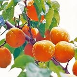 杏(あんず)苗木　平和杏