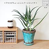 LAND PLANTS 【観葉植物】 アロエ ビンテージ鉢