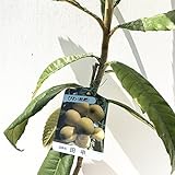 ビワ 苗木 田中（たなか） 12cmポット苗 びわ苗