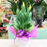 チューリップ 鉢植え かご付き 黄色系の春を感じるかわいい花 誕生日やお祝い 花 ギフト