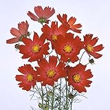 コスモス：オレンジキャンパス3号ポット 4株セット ノーブランド品