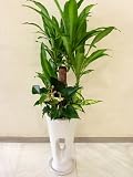 マッサンゲアナ寄せ植え　７号（ホワイト鉢）とってもオシャレなデザインの鉢に寄せ植えしました。お部屋のインテリアや、様々なギフト、開店祝いなどにもおすすめです。