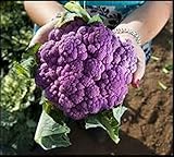 種子紫キャベツ、カリフラワーグラフィティ有機栽培家宝野菜