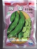 駒栄 サカタのソラマメ