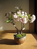 八重桜　桜の盆栽　自宅でお花見　八重桜