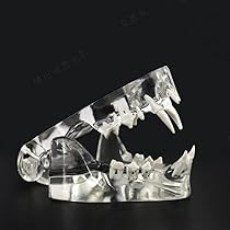 犬歯牙模型 Amazon.co.jp: 犬の歯の模型 Clear Canine Jaw Model 犬歯型 犬