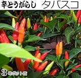 辛とうがらし 苗 タバスコ