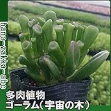 【多肉植物】 宇宙の木(ゴーラム) 3号（9cm）ポット