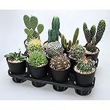 ザ・カクタス4号プラ鉢植え12株セット[サボテンのアソートセット]