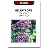 [すばらしい香りの花　春・秋まき 花タネ]ヘリオトロープ ロイヤルマリン の種　3袋セット ノーブランド品