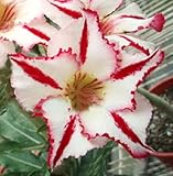 40 Fresh seedsアデニウム アラビカム オベスム 砂漠のバラ種子(40粒)塊根植物種子Adenium obesum Desert Roses seeds no453-Wind-turbin