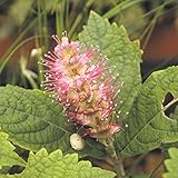 【山野草】見返草