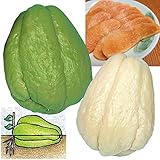 国華園　有用植物苗　ハヤトウリセット　2種4個【※発送が国華園からの場合のみ正規品です】