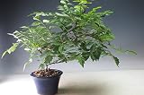 盆栽　ノウゼンカズラ（オレンジ花）の鉢植え　今年の開花は終わっております。
