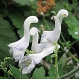 Rosepoem 多年生ホーム園芸植物を植えるの100pcsレアスワンフラワー種子イージーケア