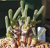 Monilaria moniliformis - String of pearls - 50 seeds