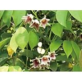 緑のカーテン ムベ(郁子 野木瓜) (大株) 香りよし 食用可 果実 常緑つる性木本