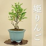 いよじ園 【15本限定】 姫リンゴ 小品盆栽 【実物盆栽】