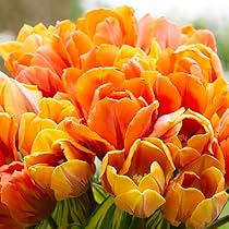 Amazon.co.jp: チューリップ 球根 みかんブレンド (無選別) 50球