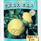2017年新苗・果樹苗 常緑低木 柑橘系 大実ゆず(本ゆず) 4.5号(直径13・5cm)ポット