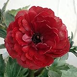 ラナンキュラス：ラックスシリーズ　ハデス3.5号ロングポット[綾園芸さんの光沢のあるスプレー咲き] ノーブランド品