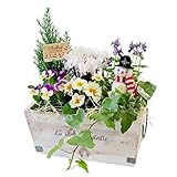 フラワーマーケット花由 クリスマスの寄せ植え スノーマンズガーデン 3日～4日以内にお届け