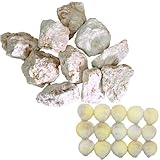 琉球石灰岩10個＆リュウキュウザルガイ15枚セット