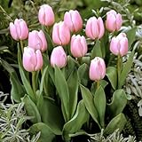 秋植え球根 チューリップ ピンクダイアモンド 7球パック