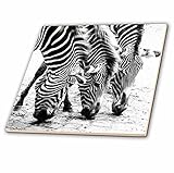 リナピロ – Wild Animals – 3つシマウマ。Zebra Print。人気イメージ。 – タイル 12" ct_218444_4