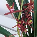 東洋蘭：金稜辺（キンリョウヘン）3号ロングポット[花芽確認株][ニホンミツバチ誘引植物 日本蜜蜂用]