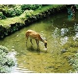 Amazon 君は太陽 スピッツ J Pop ミュージック Amazon 君は太陽 スピッツ J Pop ミュージック