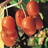 国華園　果樹苗　ミニキウイ　ケンズレッド(メス木)　1株【※発送が国華園からの場合のみ正規品です】