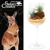 (観葉)エアープランツ「サファリ クリエーター」 ～カンガルー～(1セット) ギフト仕様 本州・四国限定[生体]