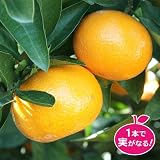 蜜柑(ミカン)の苗木　ゆら早生